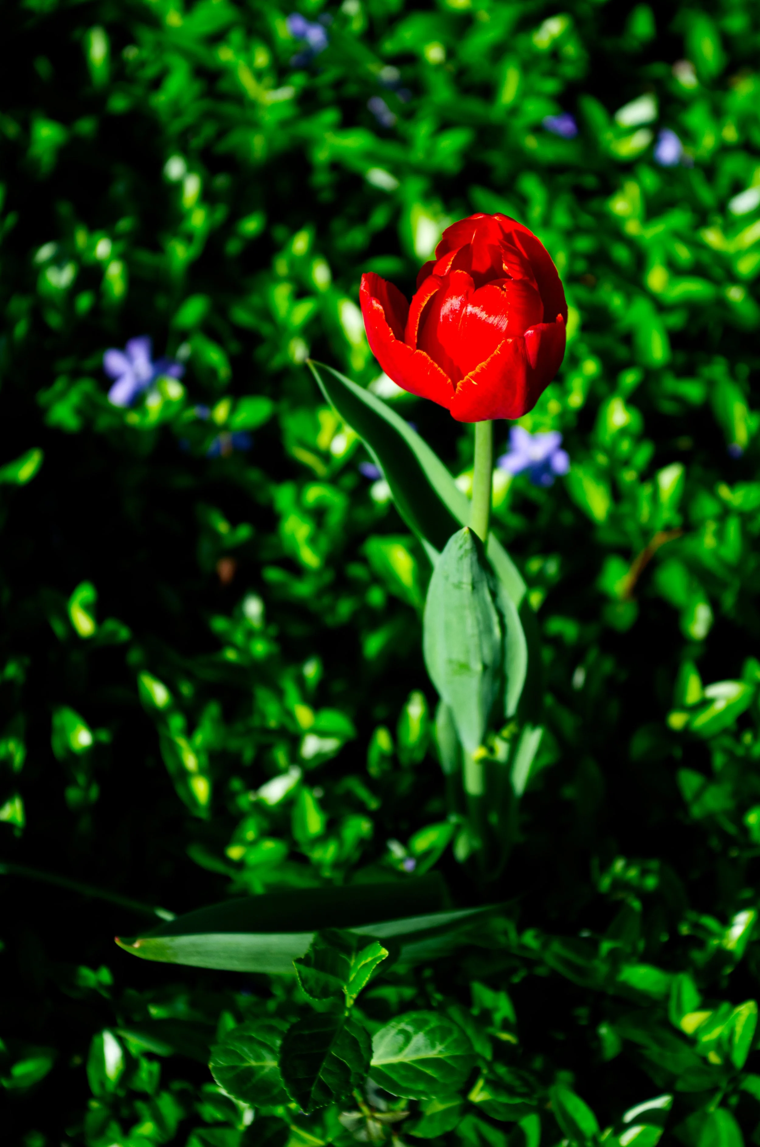 Red tulip with green leaves blooming among green foliage with small purple flowers in the background.