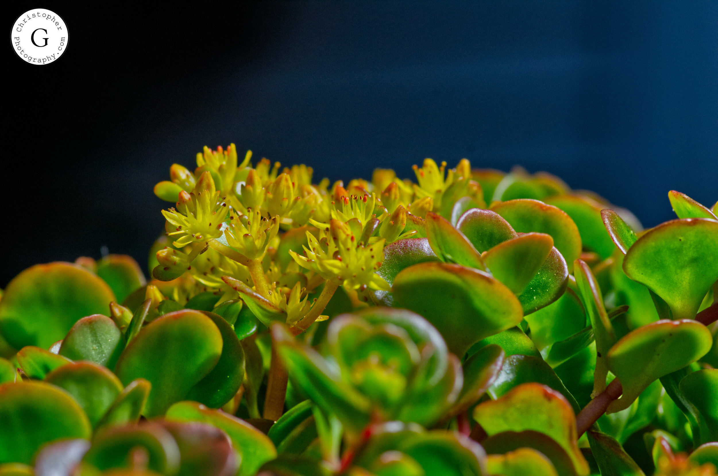 Close-up of a succulent plant with green, fleshy leaves and small yellow flowers blooming at the top with a dark background.