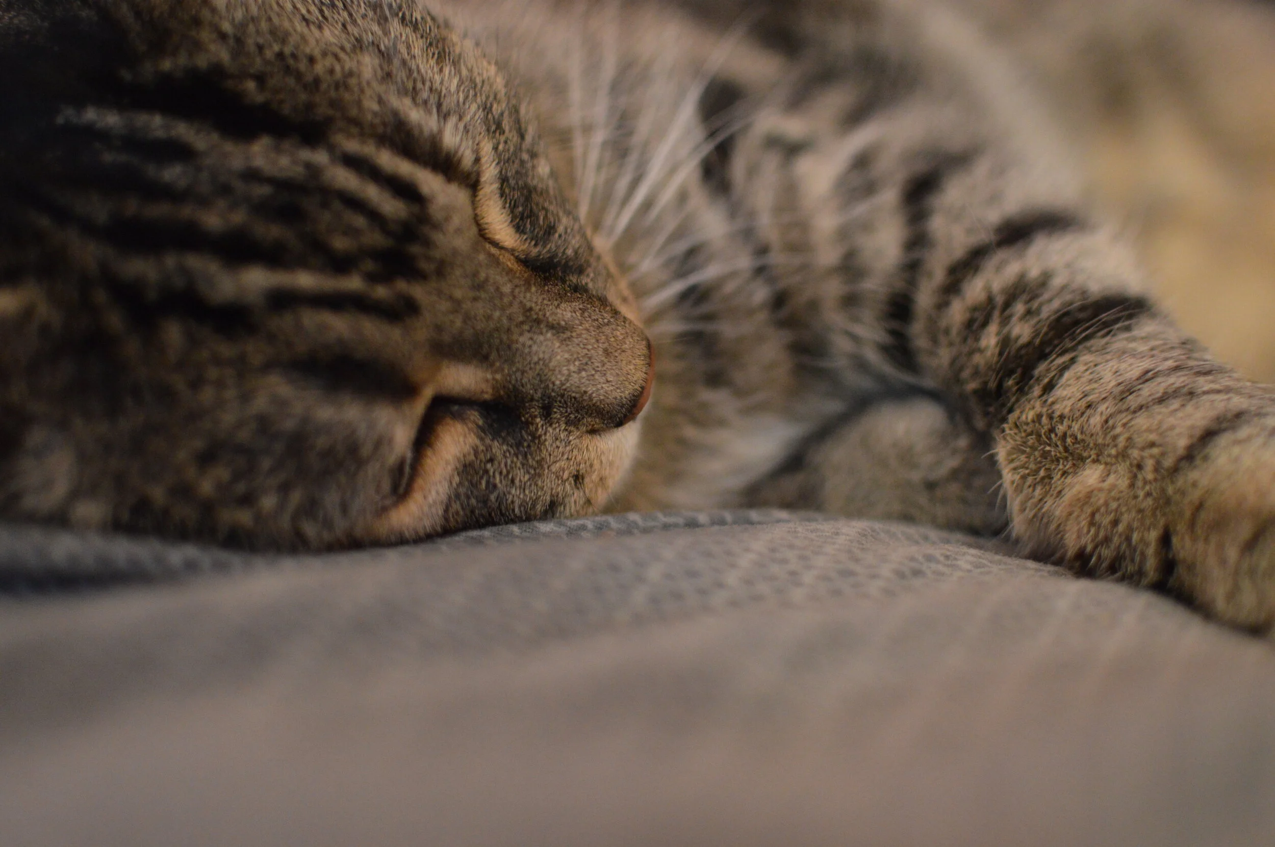 Close-up of a tabby cat sleeping on a soft surface with eyes closed and fur detailed.