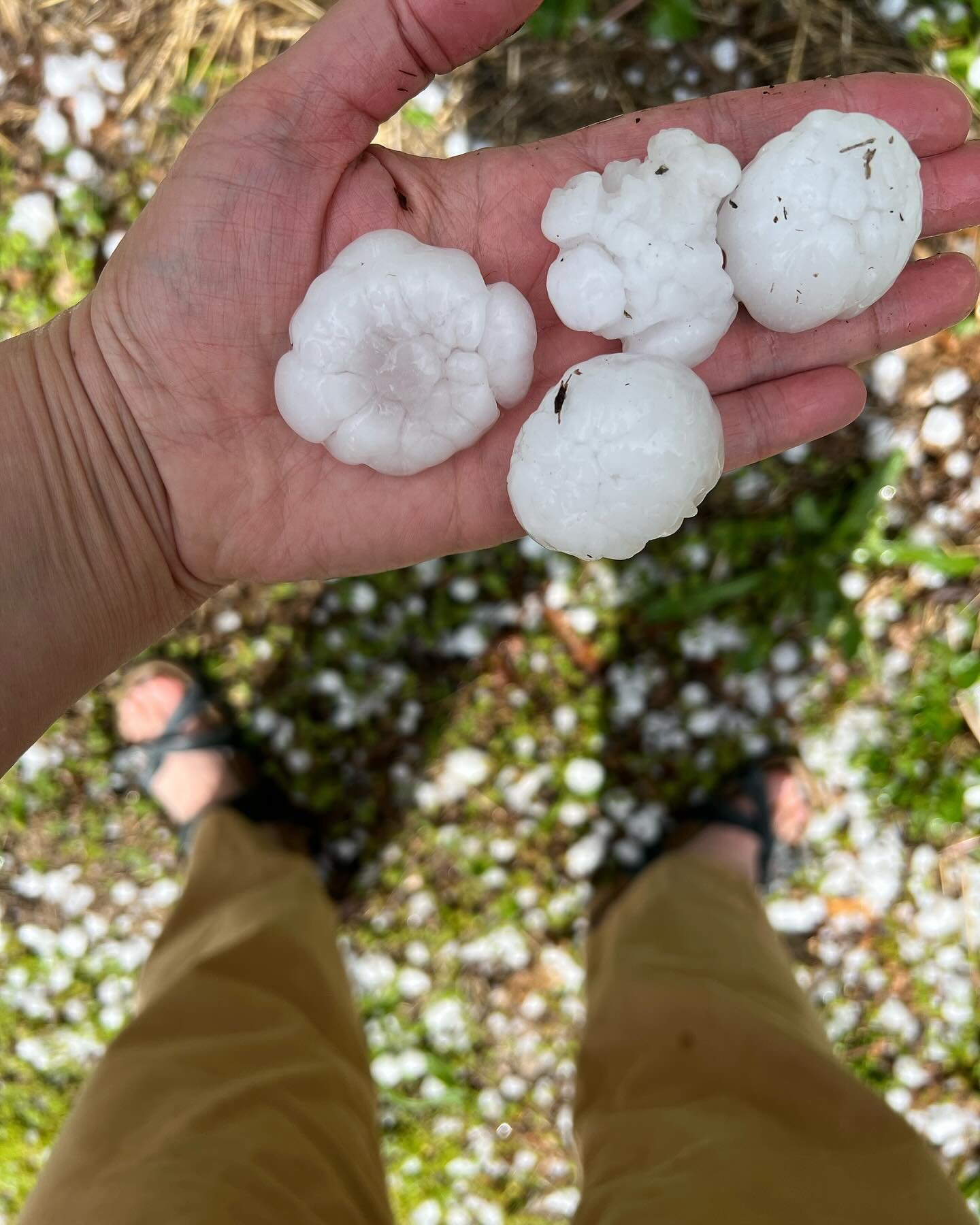 Another surprise hail storm today. Not as much damage as last year, but still 😳 !!! We are in a tornado watch until 10pm. Keeping our fingers crossed 🤞. 

#hailstorm #midwestseverestorm #iowa #thunderstorm  #largehail