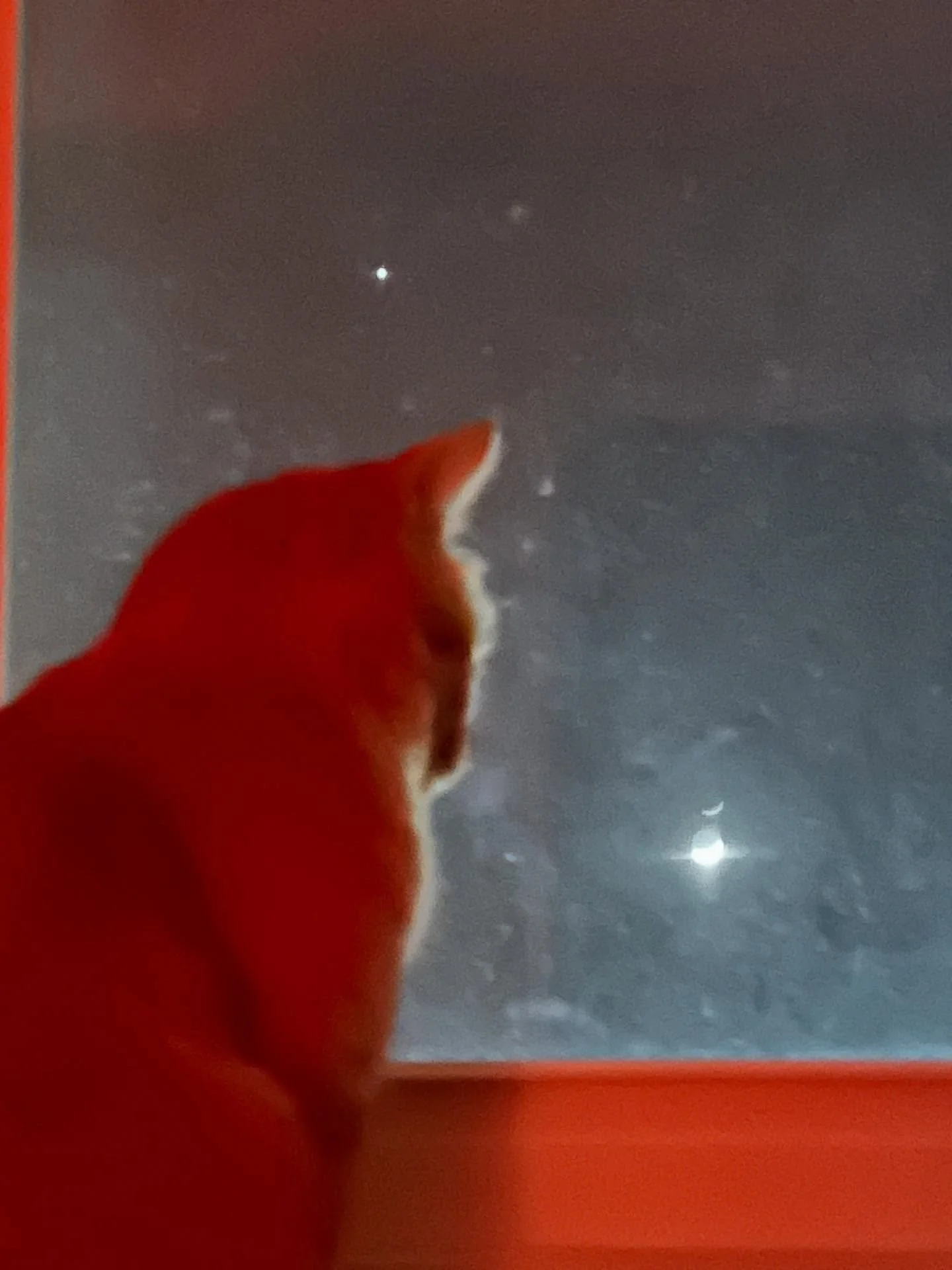 Luke, 5/6/22-9/4/25
Missing date: 5/24/25
Found date: 8/30/25

What a tragedy for such a sweet boy. We know you are flying high and having fun. Last night as I looked up to the moon I imagined you so big filling up the sky and playing with the moon a