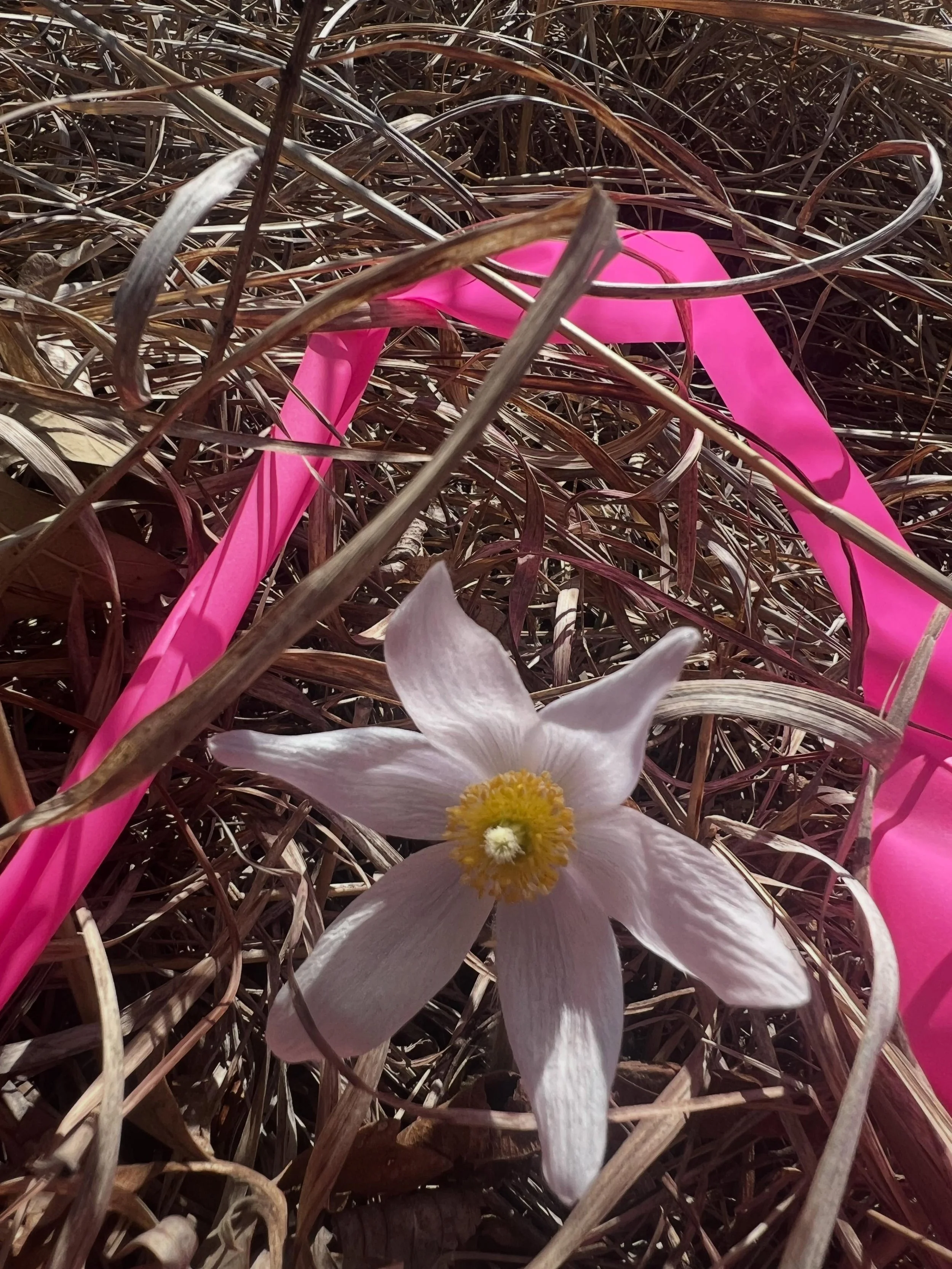 Dainty fragile Pasque
Circled with neon pink tape
Attention look here 

So I eagerly listened.
&ldquo;Lay down next to me,&rdquo; it said.

5/15/26

#pasquepatrol #loesshills #pasqueflower #stopandlisten #natureart