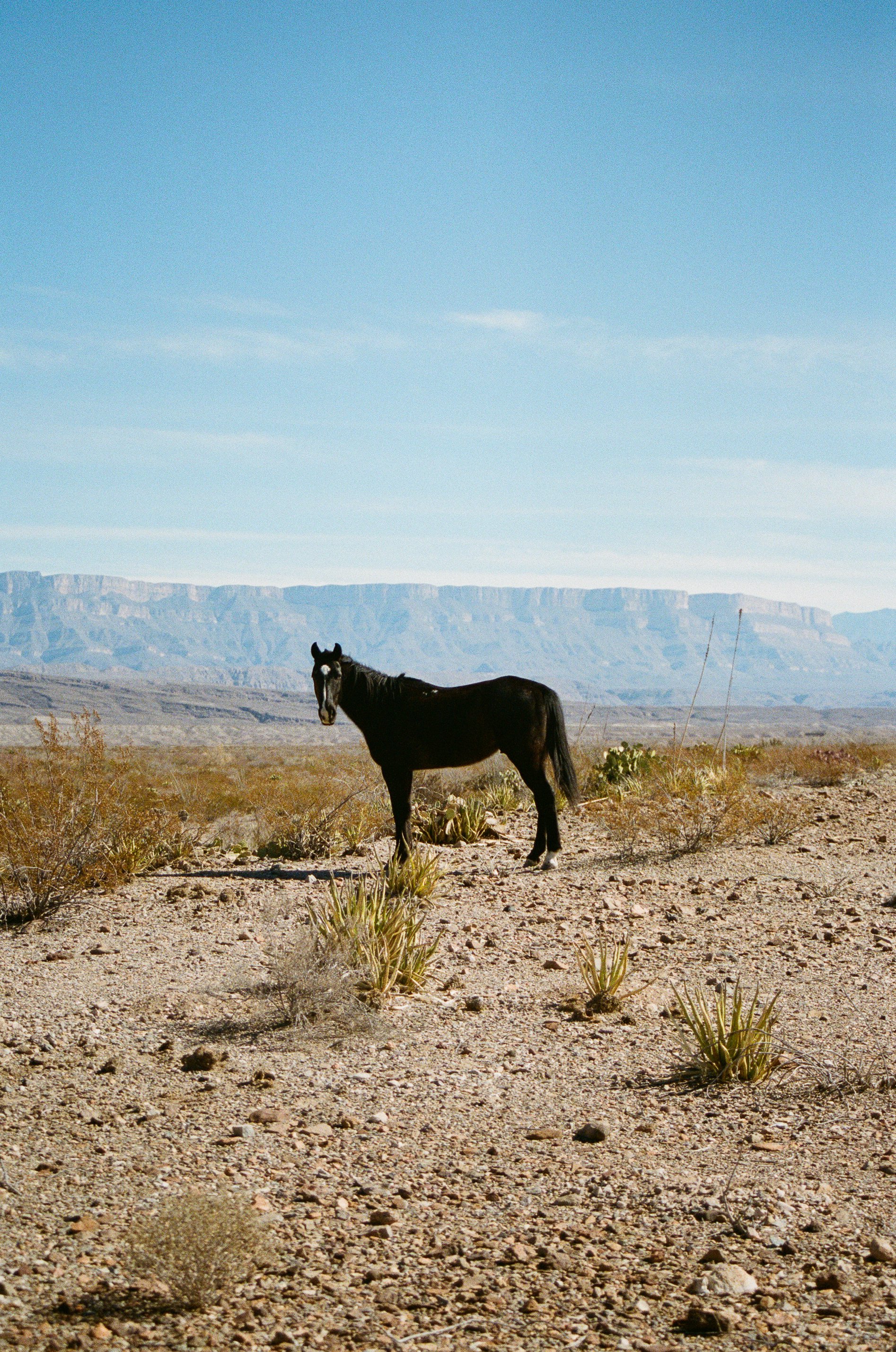 SOLD • "Borderlands, Big Bend, 2025"
26"x18"
Archival Pigment Print - 35mm Film
$600