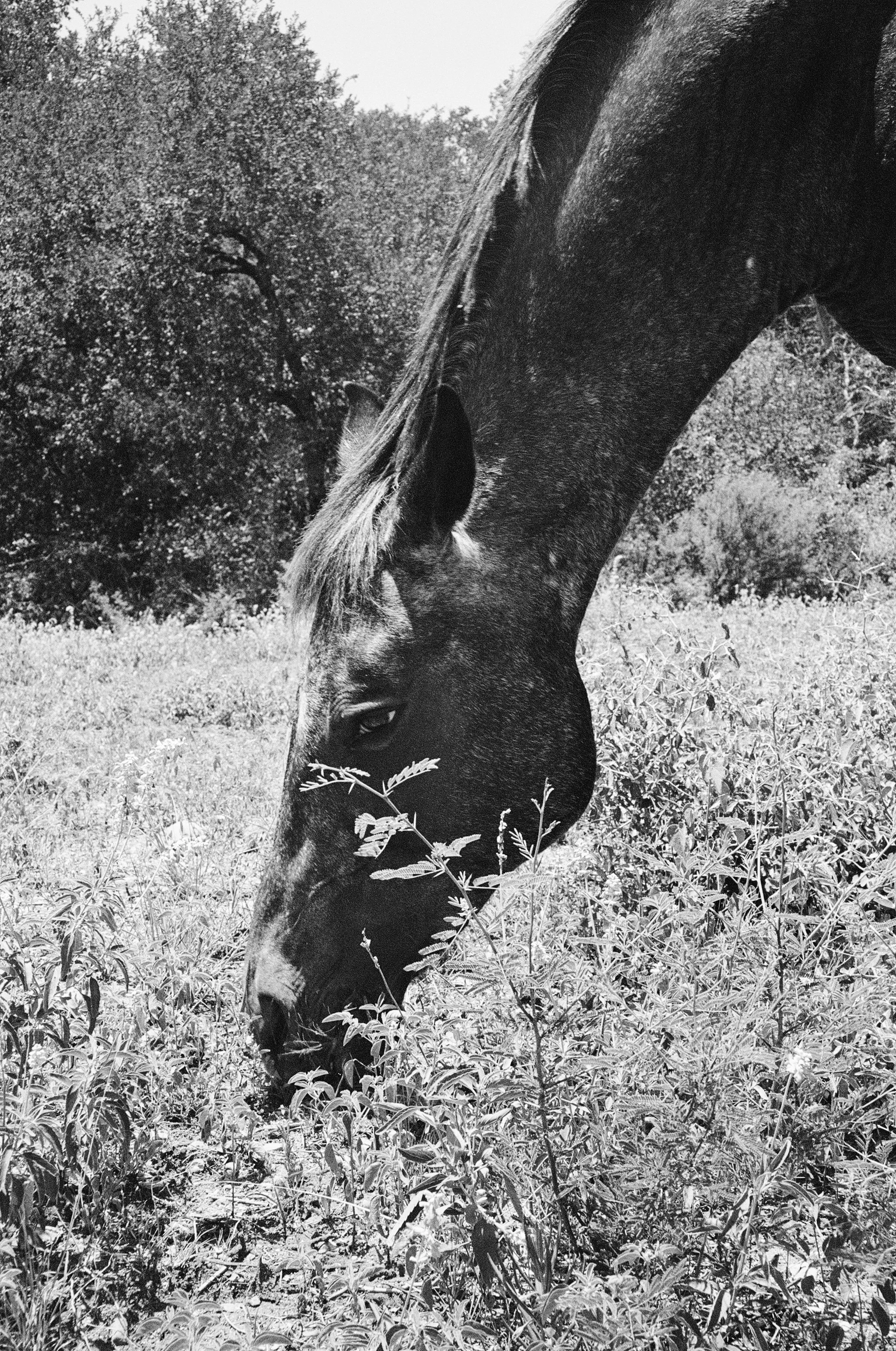 "COCHISE"
26"X18"
ARCHIVAL PIGMENT PRINT - 35MM FILM • $600