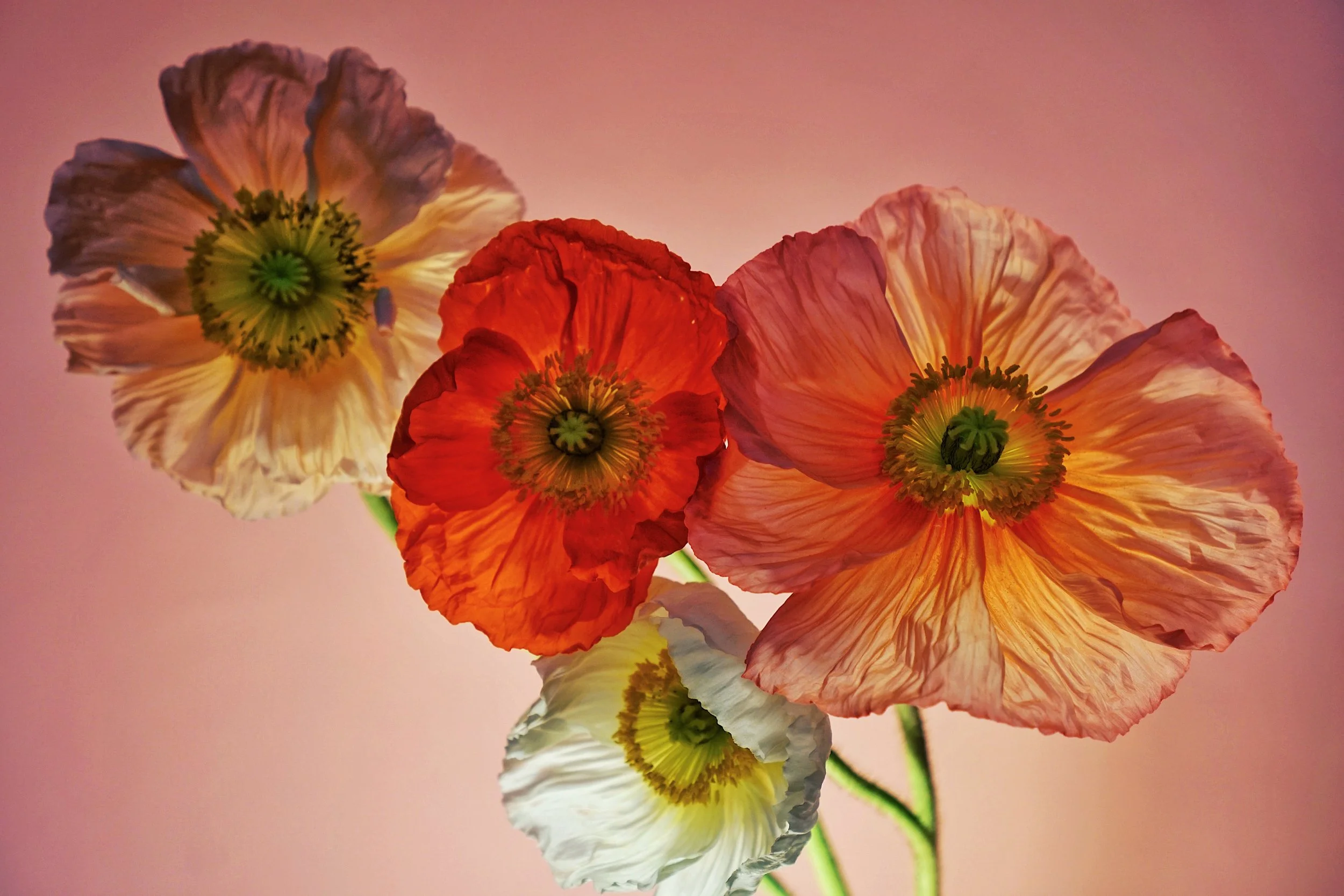 SOLD - LISA MUNOZ "SLOW BURN" - PHOTOGRAPHY PRINT ON ALUMINUM - 23"X34.5" - $600