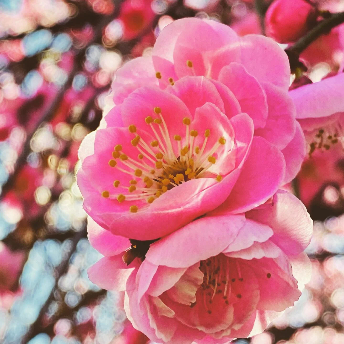 🌸