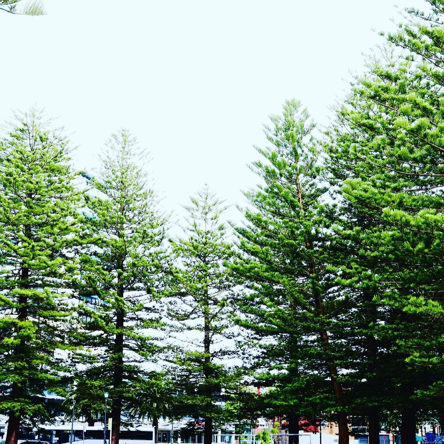 Norfolk Pine trees.
