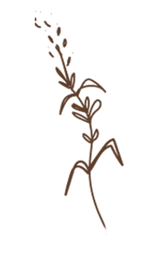 Simple illustration of a flowering plant with a stem, leaves, and a cluster of small flowers at the top.