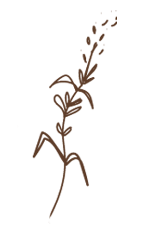 A simple line drawing of a flowering plant or weed with a single stalk, leaves, and a flower at the top.