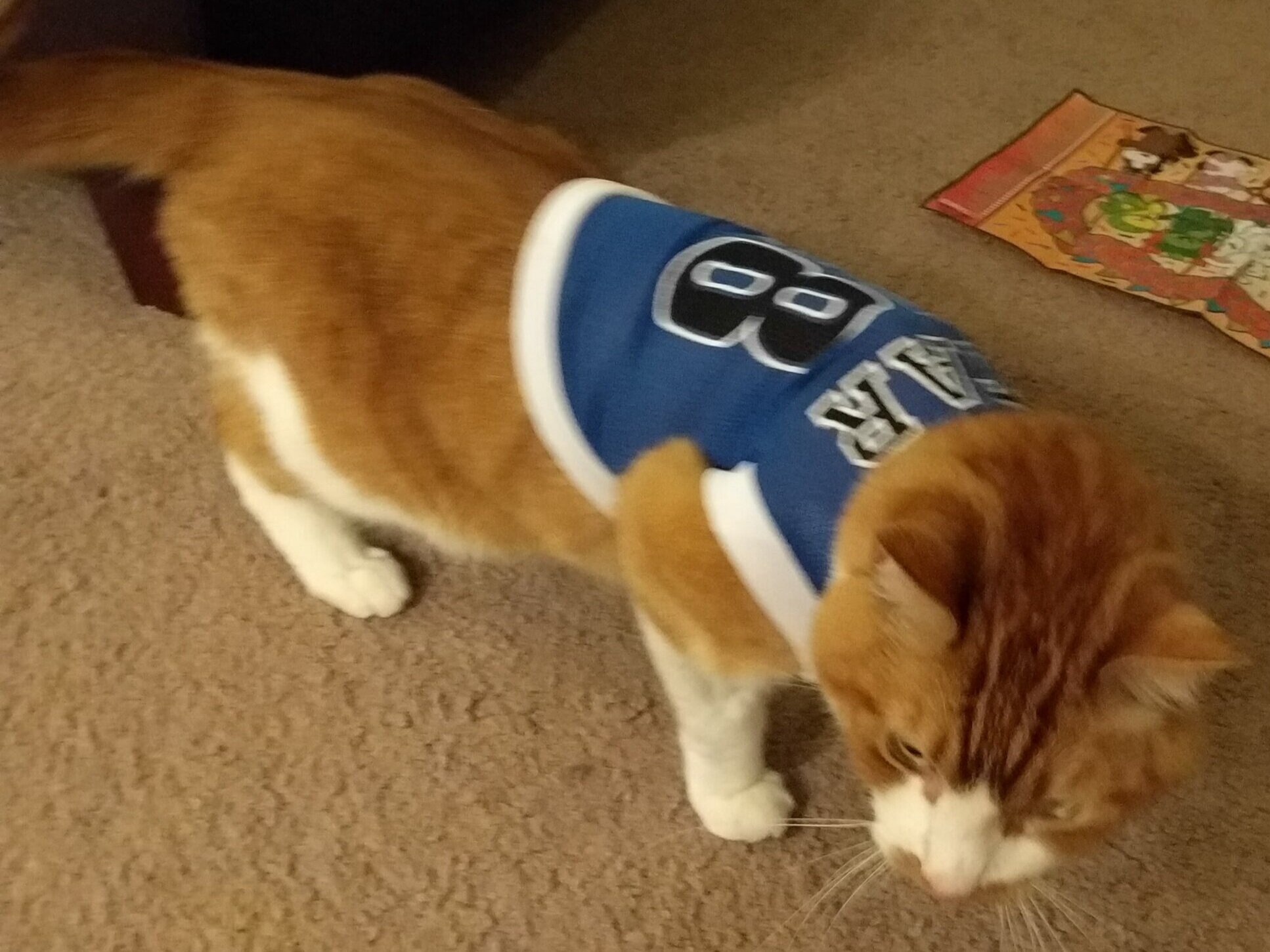 Athletic Cat — Wiener Shirt-zel