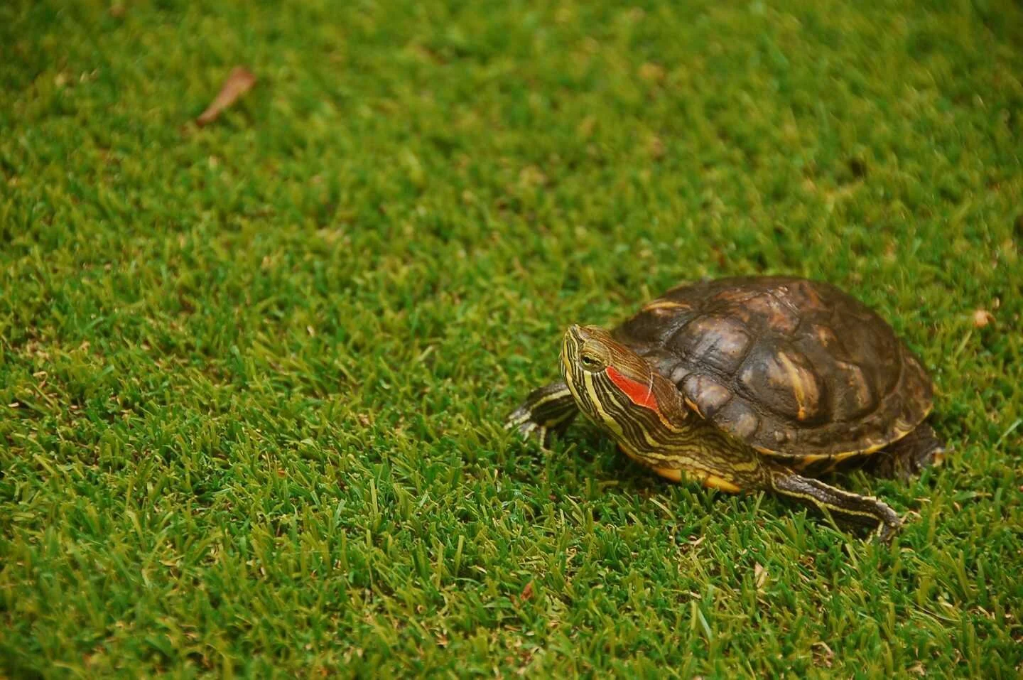 Lati getting to know the new yard..jpg