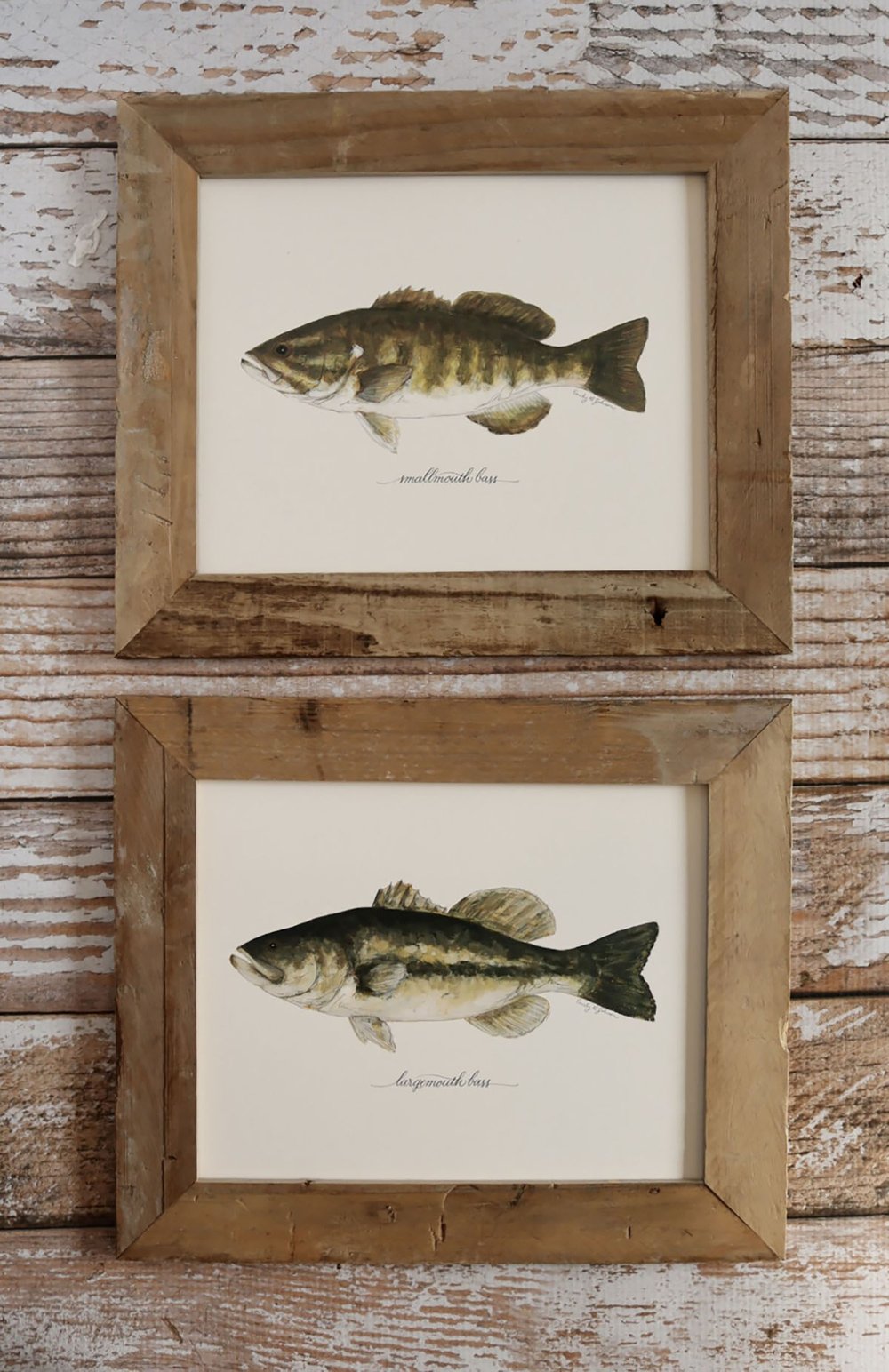 Largemouth and Smallmouth Bass Artwork — EMILY JOHNSON ART