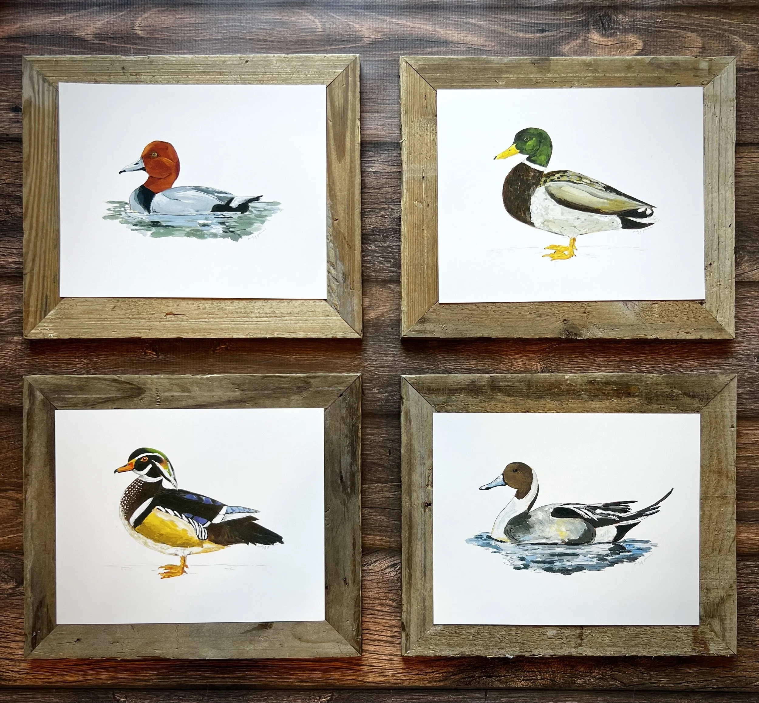 4 Prints | Mallard, Wood Duck, Northern Pintail & Redhead Duck 