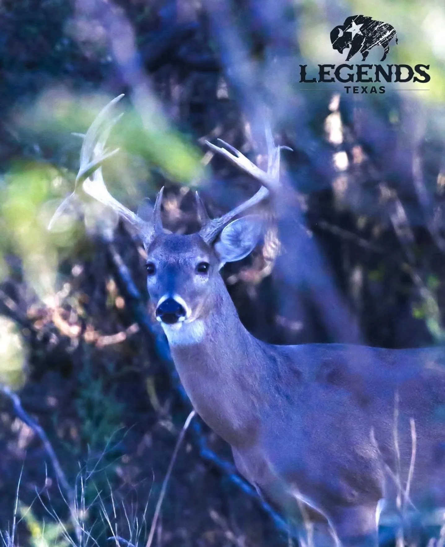 Can you feel it?!
It feels like deer season is just around the corner…and we happen to know the perfect place for you to go! 🦌
Come check out our properties ranging in size from 7 - 200 acres. Comanche Moon Ranch
https://www.legendstexas