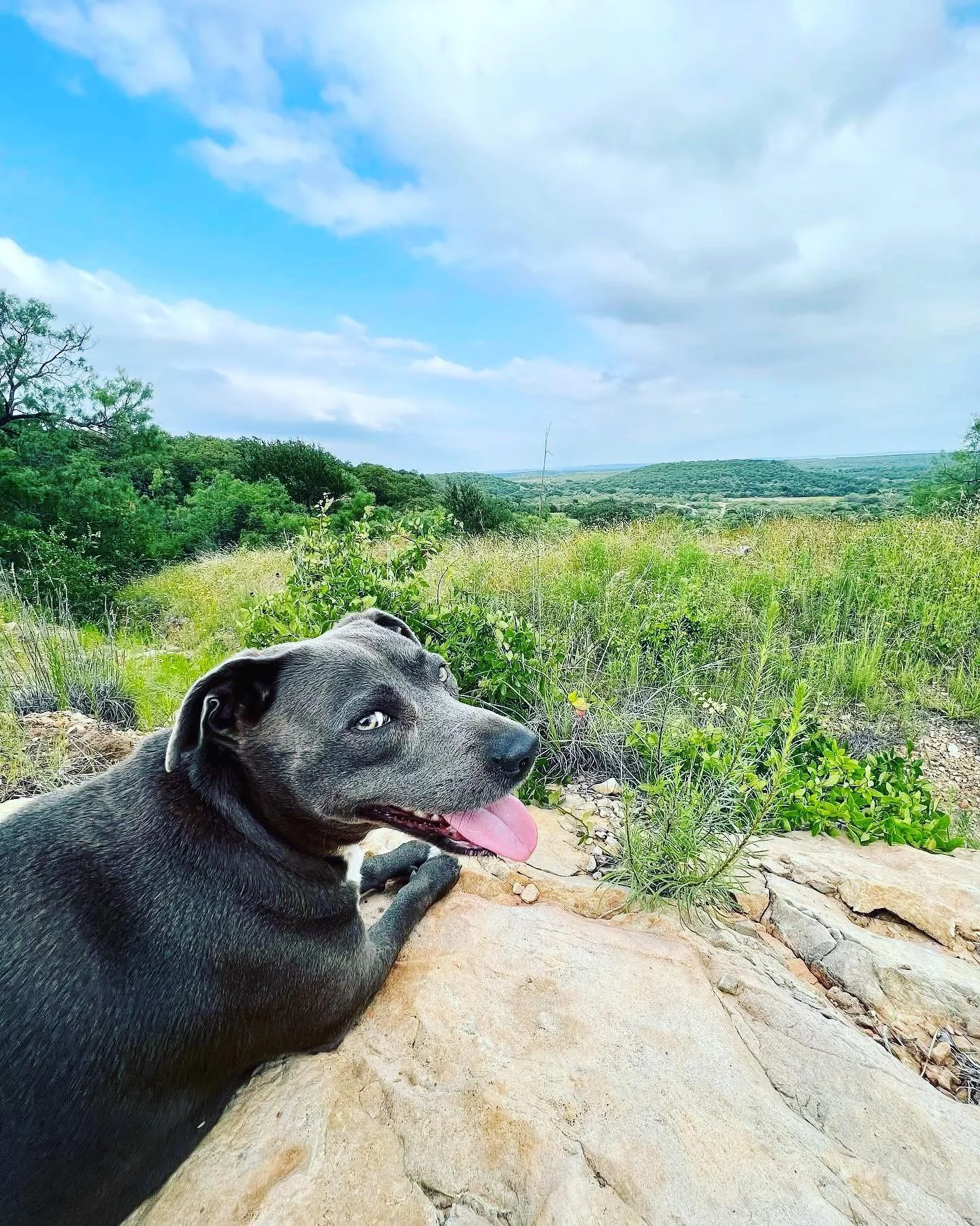 It&rsquo;s always a good weekend out at Comanche Moon Ranch, even all the fur babies love living the life out here! 

#comanchemoonranch #TurnkeyProperty #legendstexas #RelaxAndUnwind #doglover