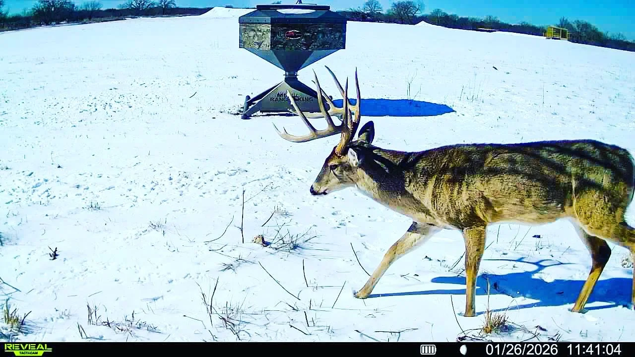 "White-tailed, winter magic! 🦌

Caught on camera here at Comanche Moon Ranch! We hope everyone is enjoying being snowed in. ☃️❄️☃️ #iceicebaby #buck #icemageddon #snowstorm2026❄️