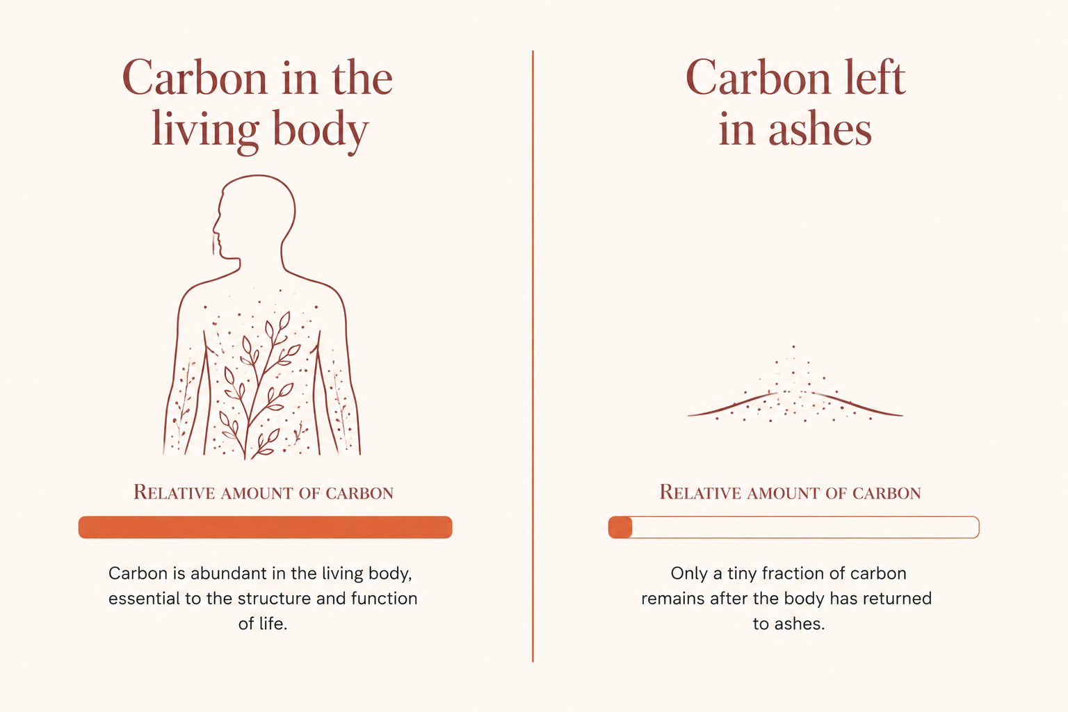 Graphic explaining that cremated ashes retain only a small amount of carbon as carbonate, unlike the living body.