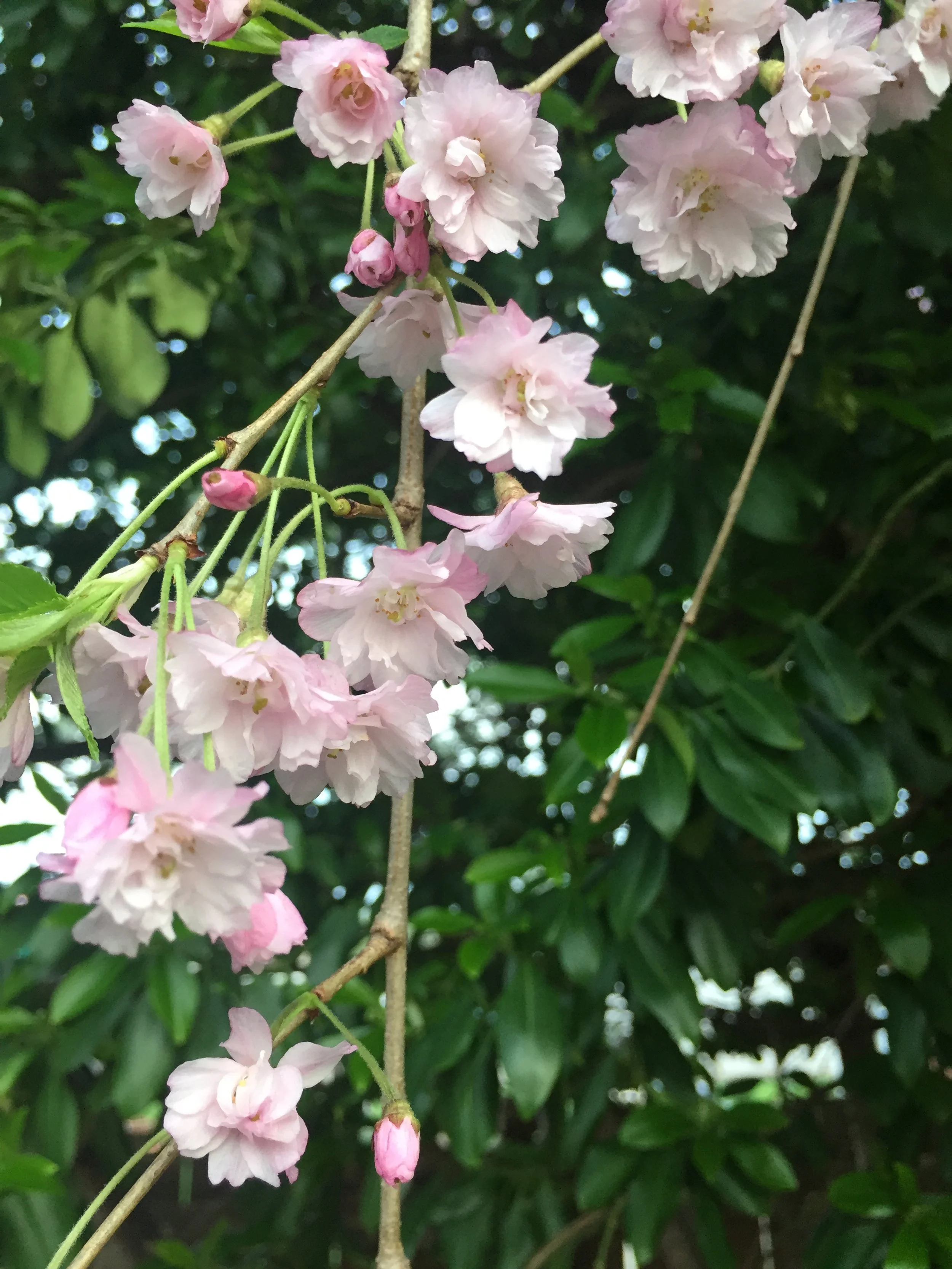 Pink and white cherry blossoms hanging from a branch against a background of green leaves.