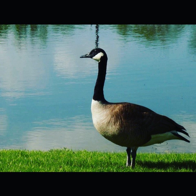 A Canada goose standing on grass by a calm lake.