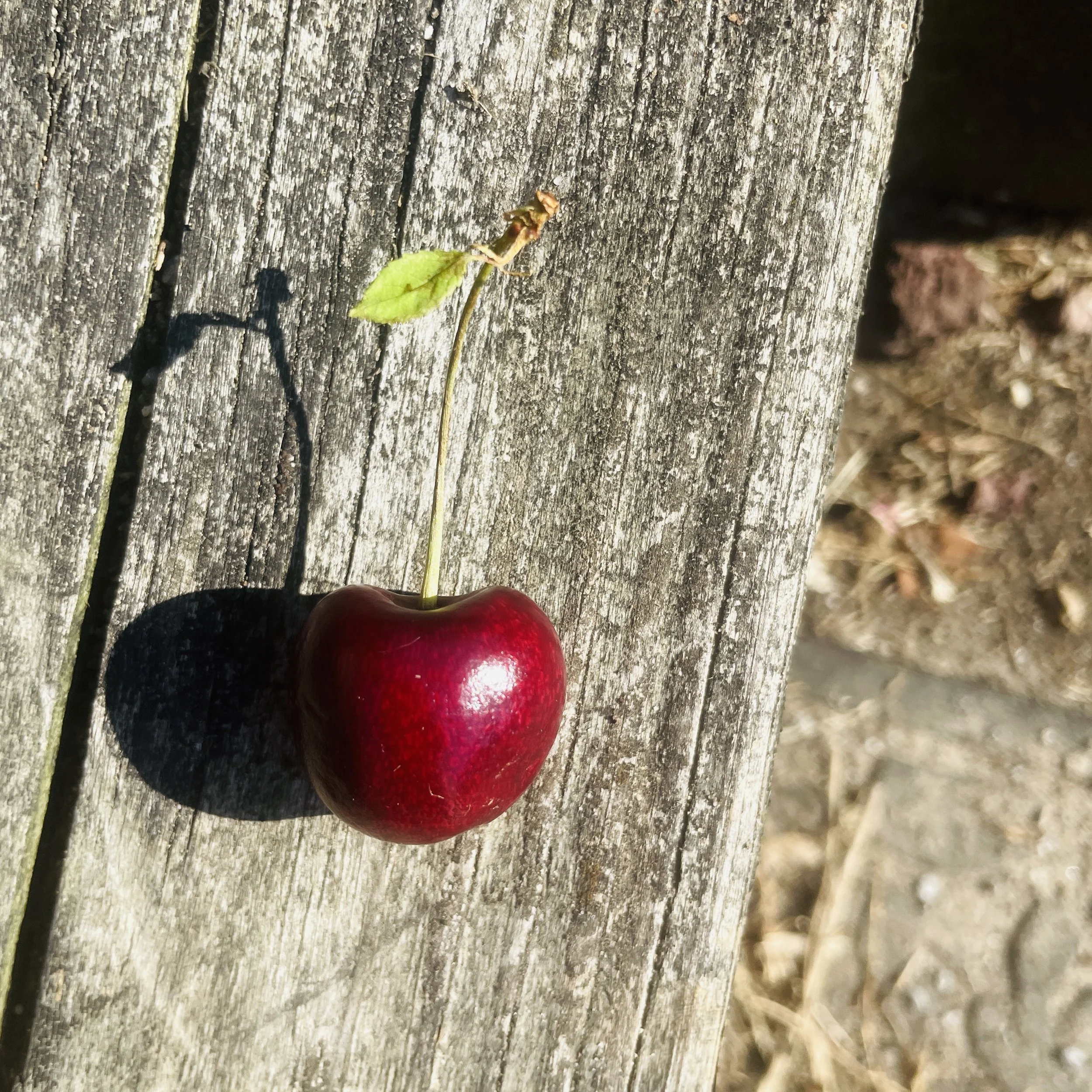 A ripe red cherry with a small leaf and a tiny dry stem on a weathered wooden surface, casting a shadow.