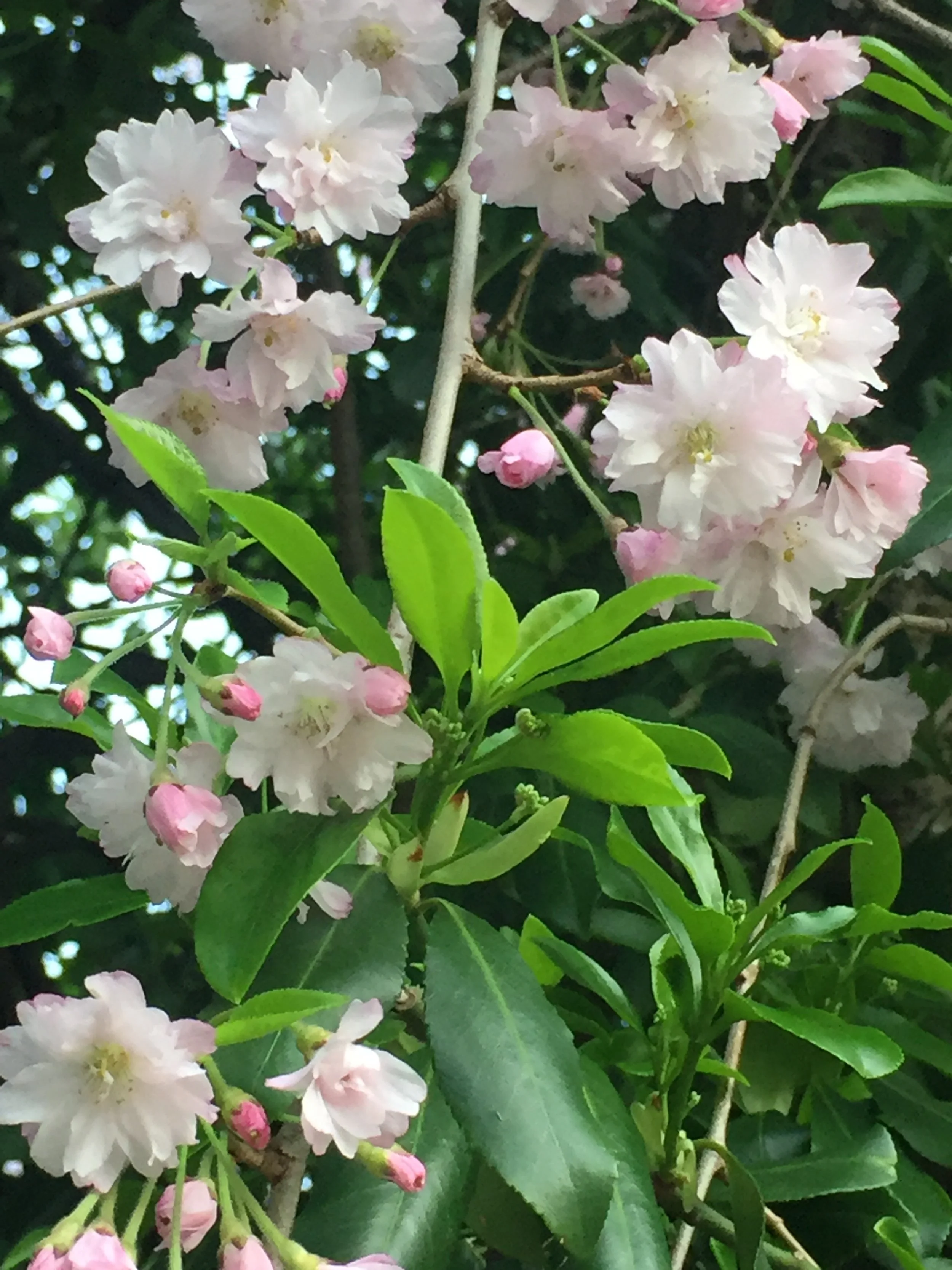 Pink and white flowering tree with green leaves.