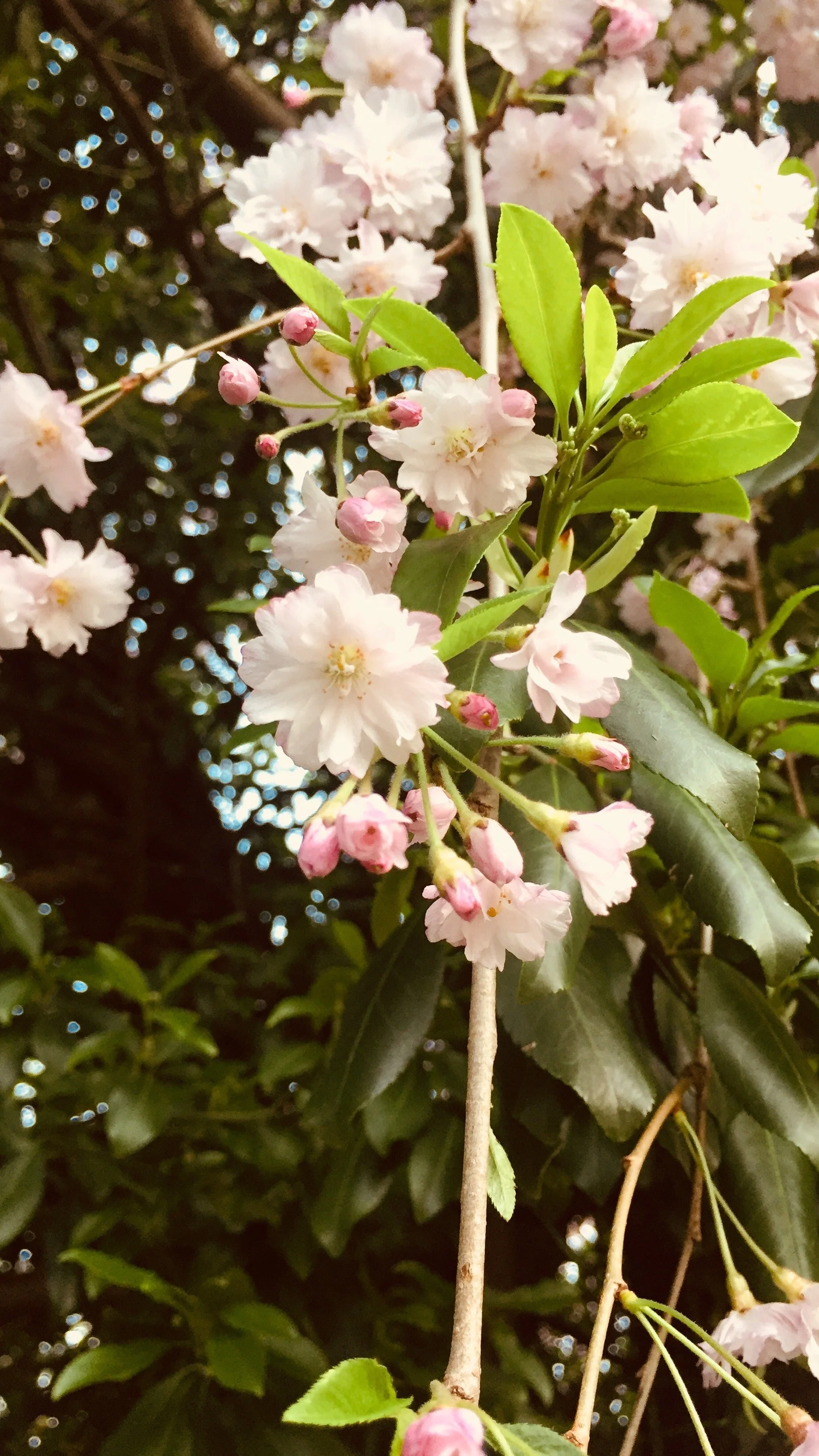 Close-up of pink cherry blossoms on a tree branch with green leaves, some buds, and a blurred background.