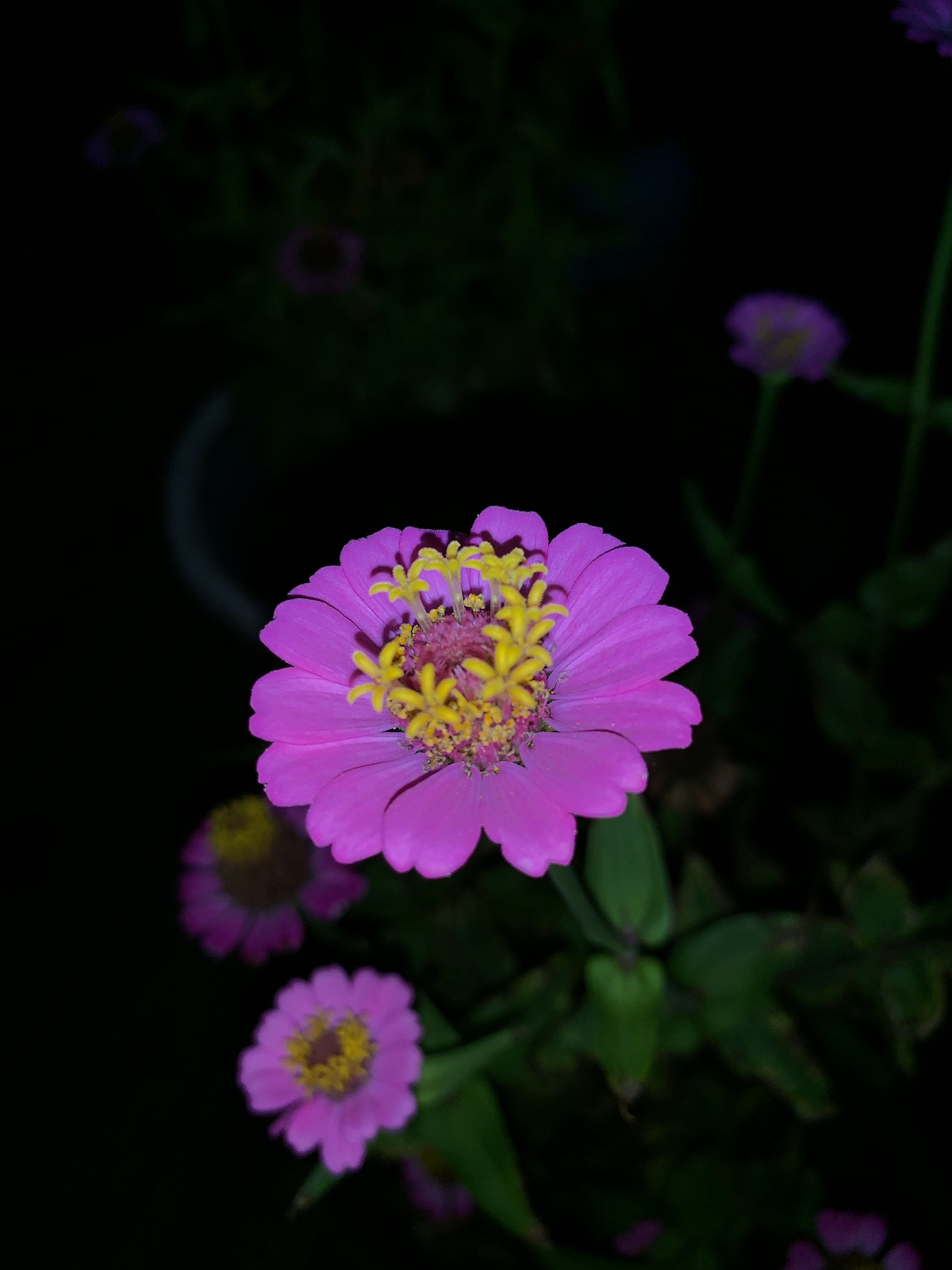 Pink flowers with yellow centers against a dark background.