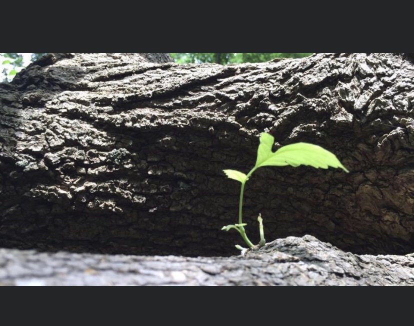 leafonlog.jpg