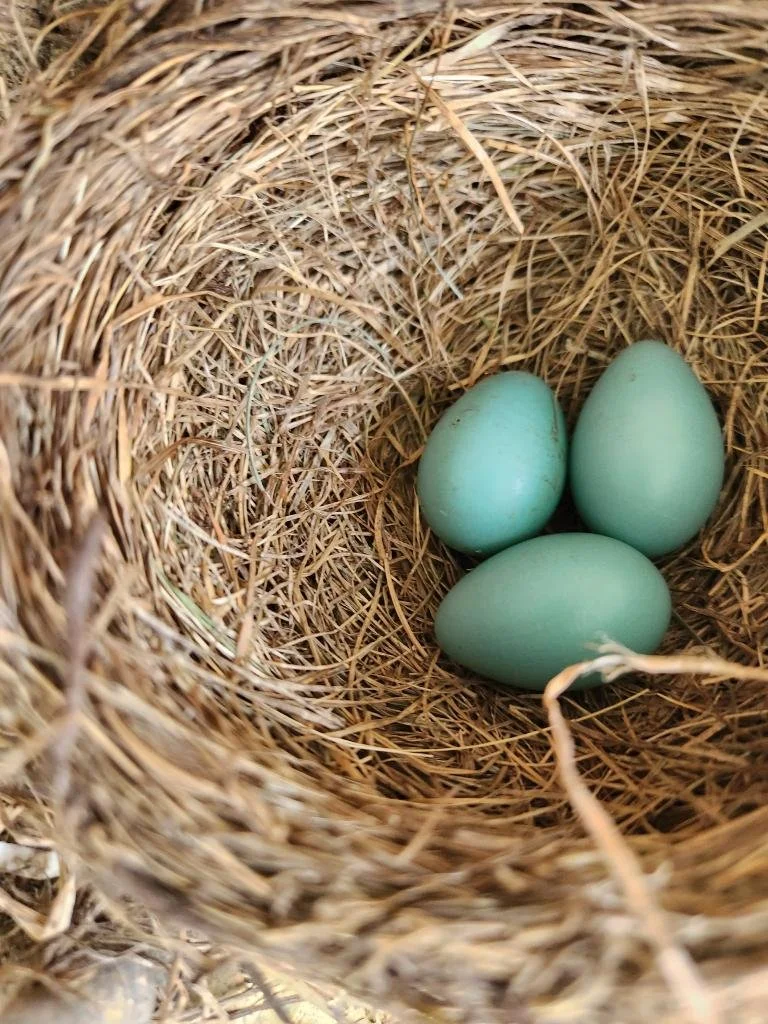 Three light blue eggs inside a nest made of dry grass.