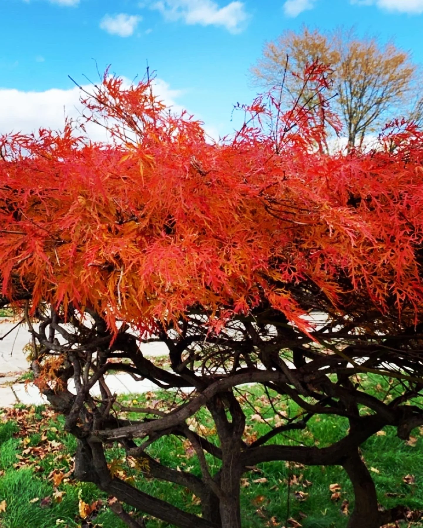 A tree with bright red leaves in the foreground, a smaller tree with yellow leaves in the background, and a clear blue sky with a few clouds.