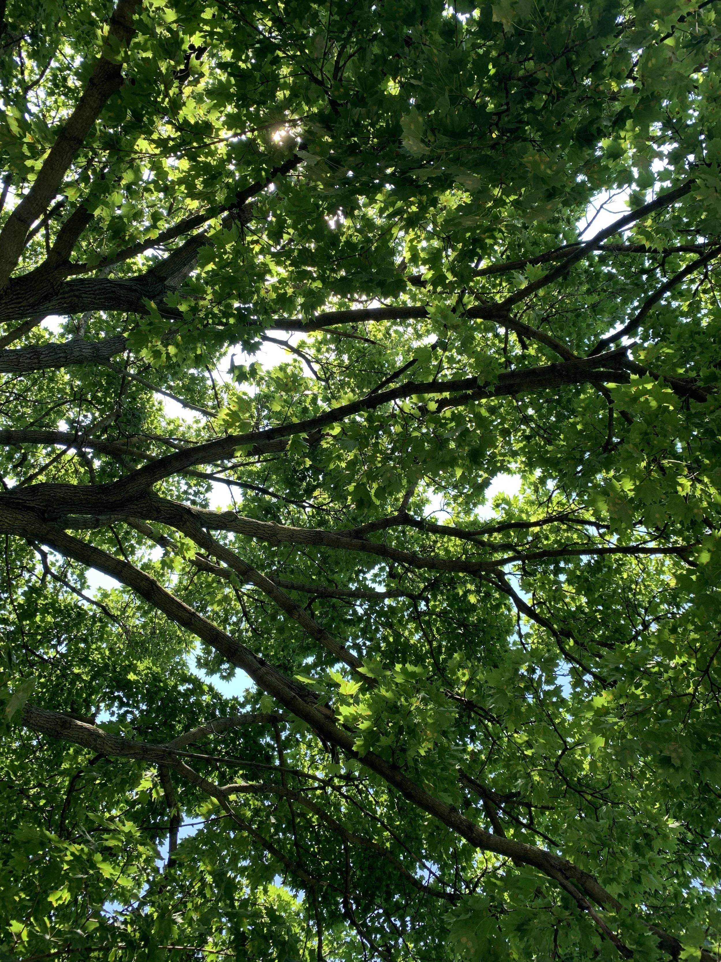 Looking up at the canopy of a large tree with many green leaves and branches, sunlight filtering through the leaves.