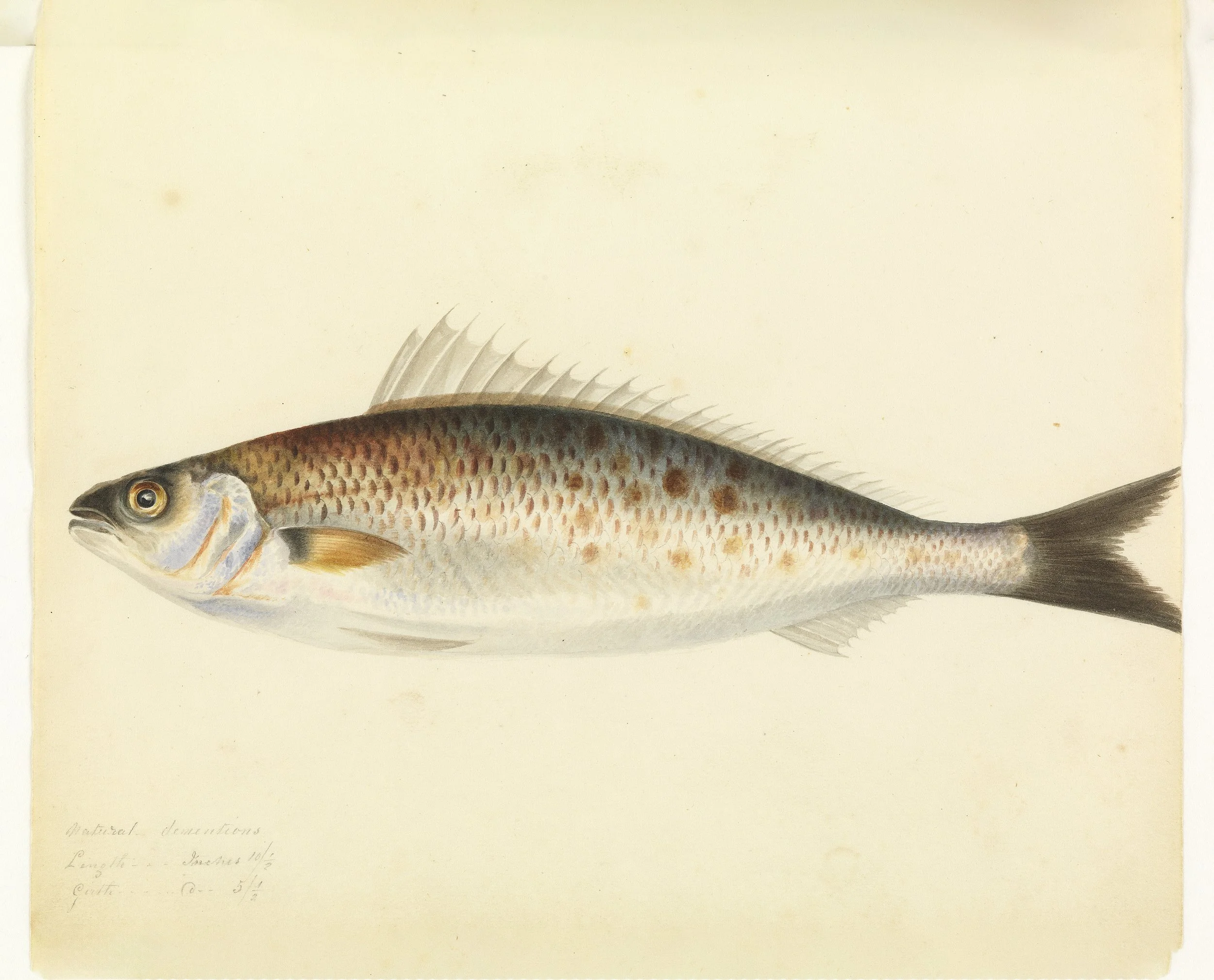 Australian_salmon_(15211549890).jpg