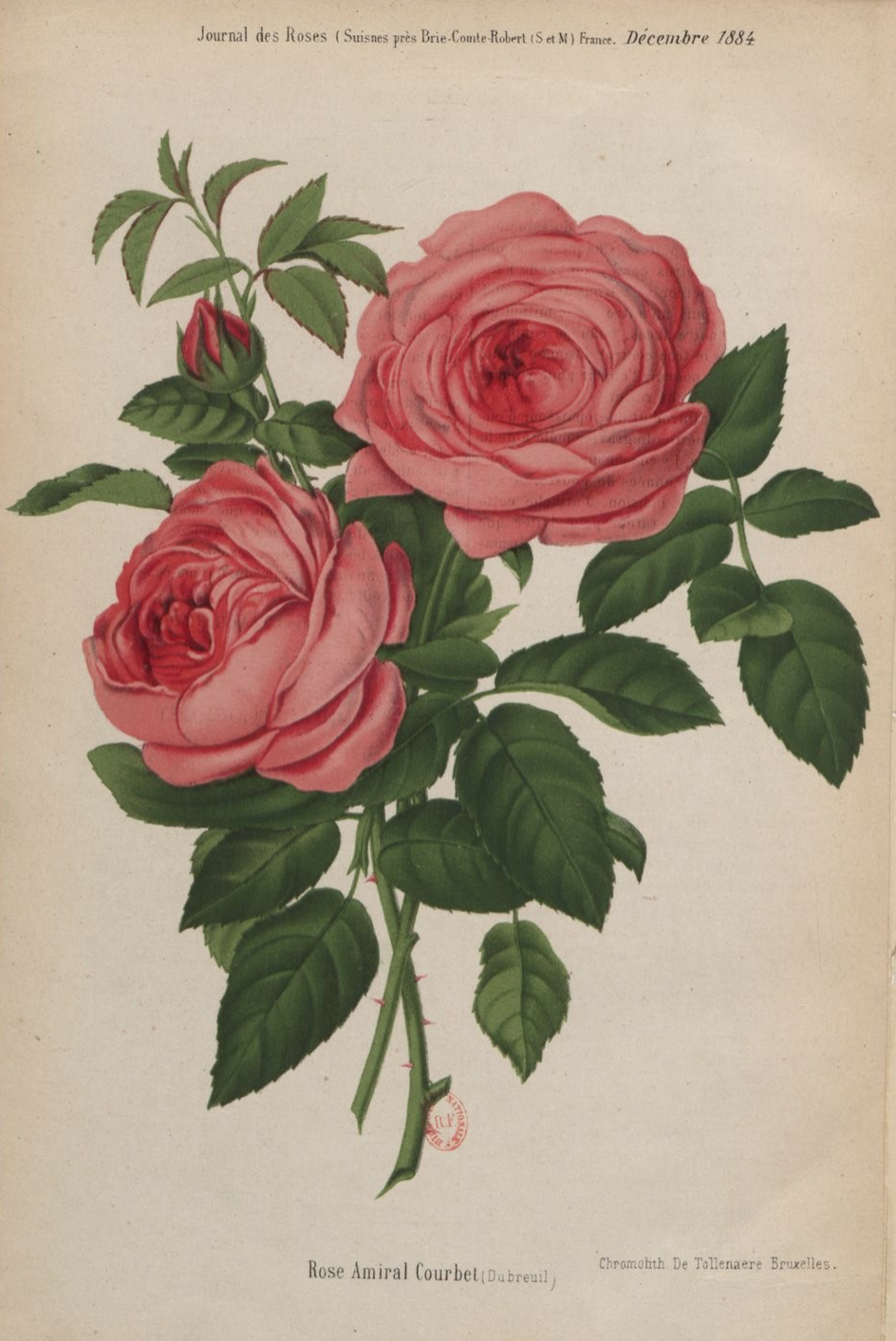 Rose_Amiral_Courbet.png