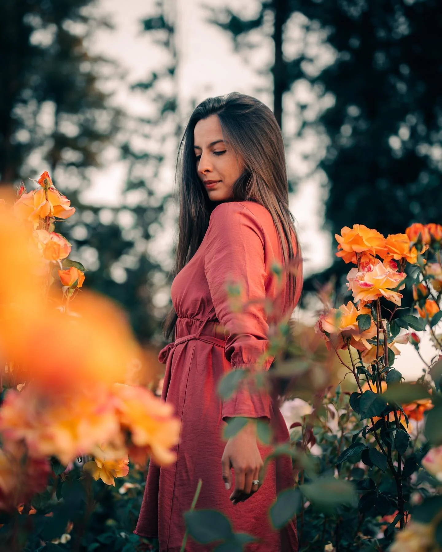 Roses are red, violets are blue,
Go pose over there, let me shoot you!
(With my camera! 😬)
.
The San Jose Rose Garden is voted the best rose garden in America, and I have to agree! There have to be at least 10,000 roses of every variety here.
.
I&rs