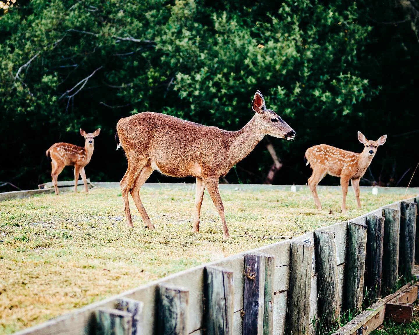 Mama and her two Bambi&rsquo;s monchin on some yummy grass by Stinson Beach. 
.
.
.
.
.
#bayarea #bayareawildlife #bambi #stinsonbeach #marin #marinwildlife #bayareanature #norcal #norcalphotographer #bayareaphotographer #bayareaphotographerz #sanfra