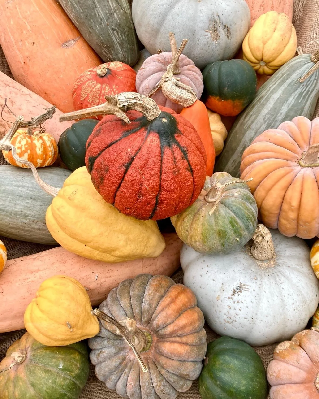 Pumpkins everywhere!

#autmn #pumpkins #colour
