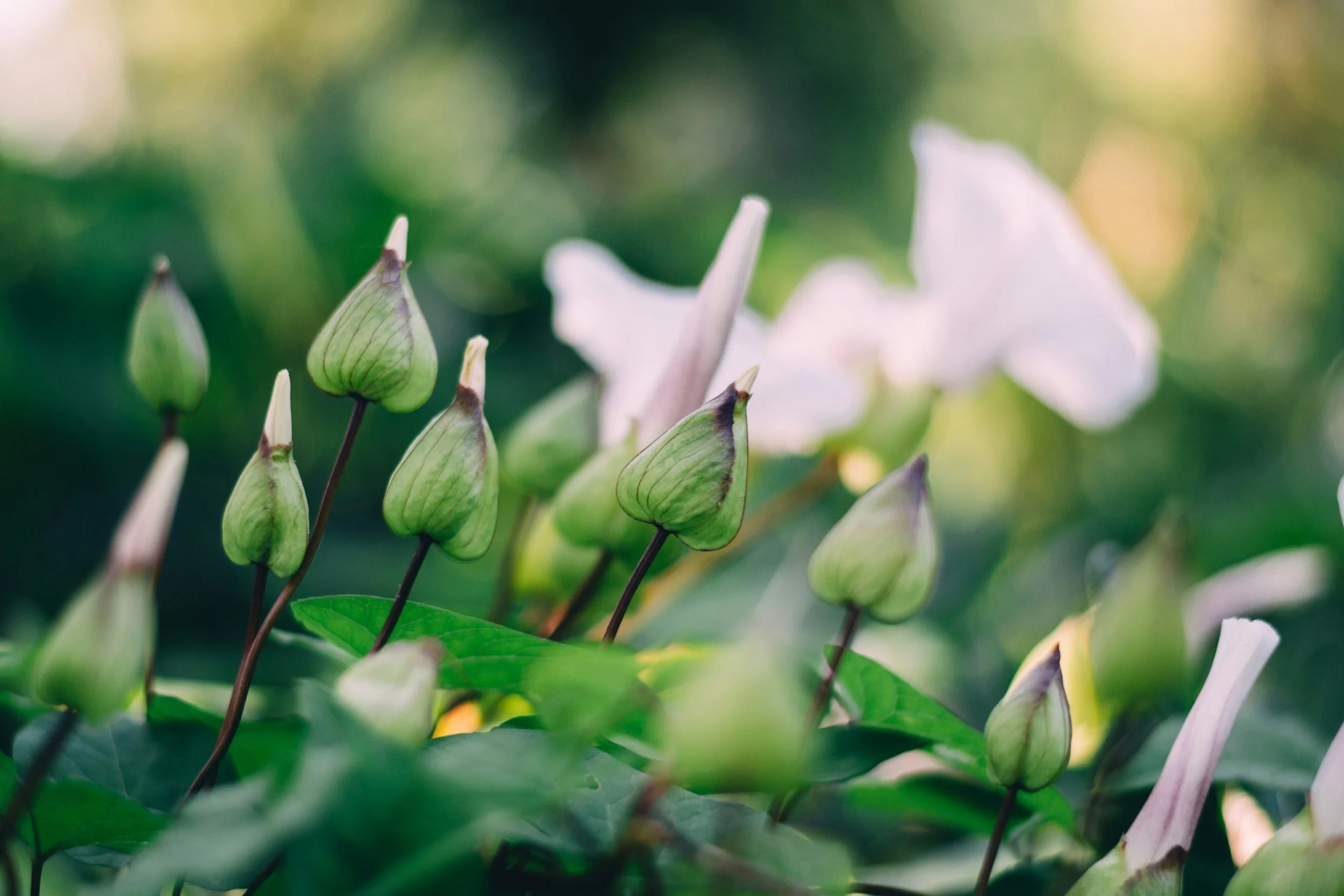 Het voorgevoel van een vlinder zo vrij