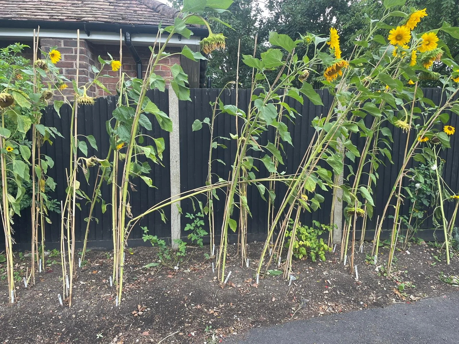 Sunflowers.jpeg