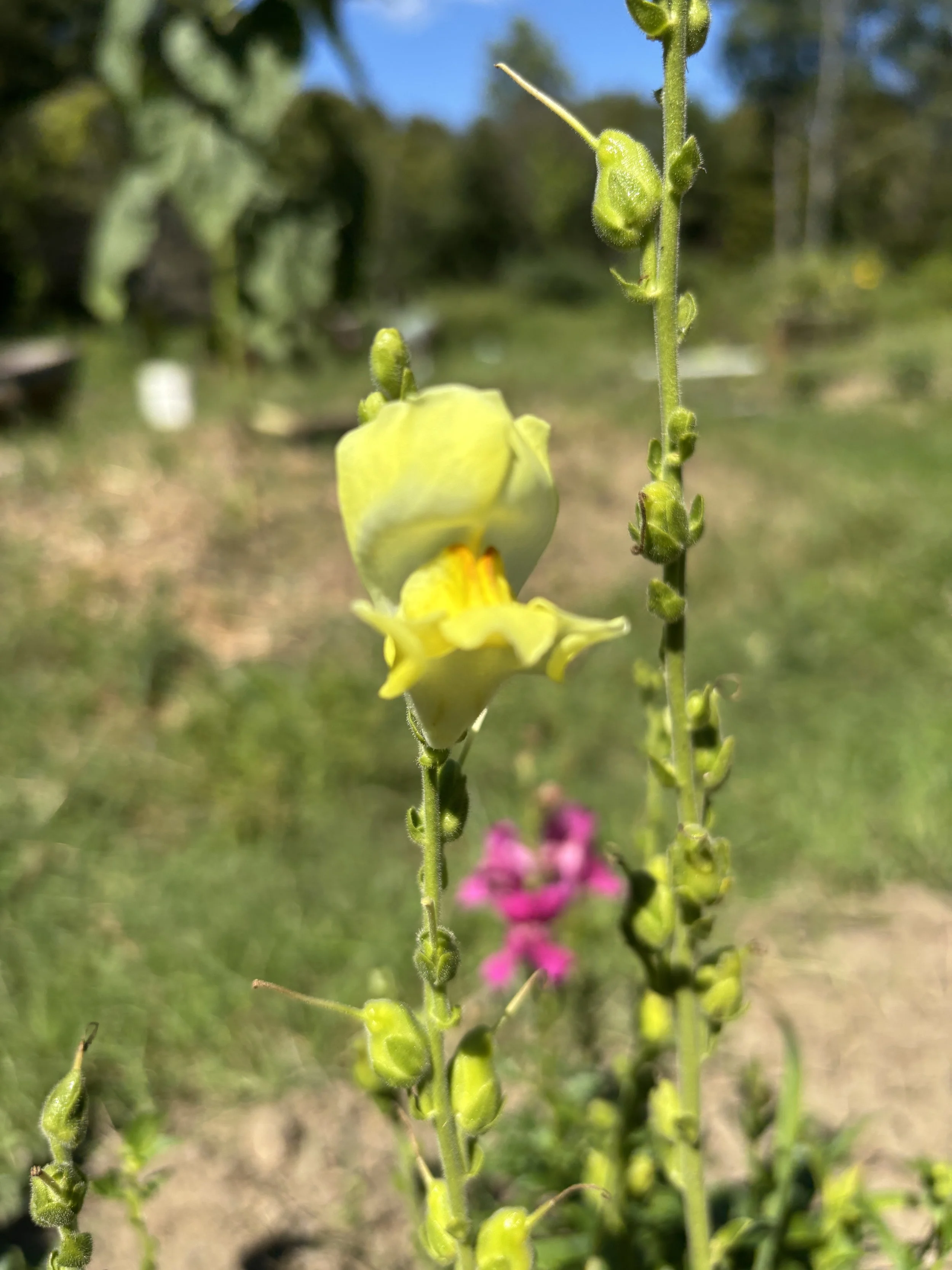IMG_0091.jpeg