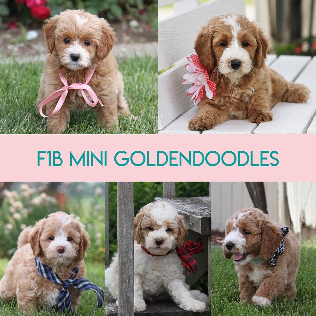 Does it get any cuter than these pups? Swipe right and meet Heidi, Emmy, Joey, Captain and Arthur. They are available to take home June 22nd.

F1b Mini Goldendoodles
Estimated Adult Weight: 22-25 lbs

Call or Text for more info:
310.775.7470
www.Wild