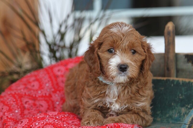 Getting To Know Doodle Puppies The Perfect Choice For Pet Owners