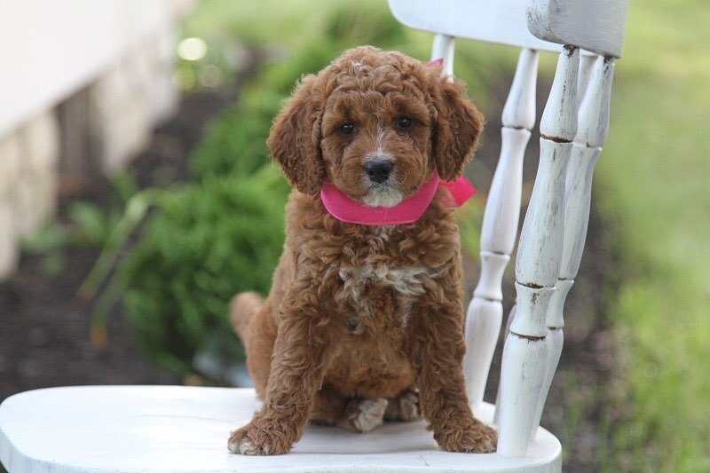 Jade is as sweet and lovable as they come. She has a soft coat, beautiful eyes and is eager to please.❤️🐾

Mini F1b Goldendoodle
Estimated Adult Weight: 22lbs
Available: July 16
Adoption Fee: $3750

310.775.7470
WildwoodDoodles.com

#doodlesofcalifo