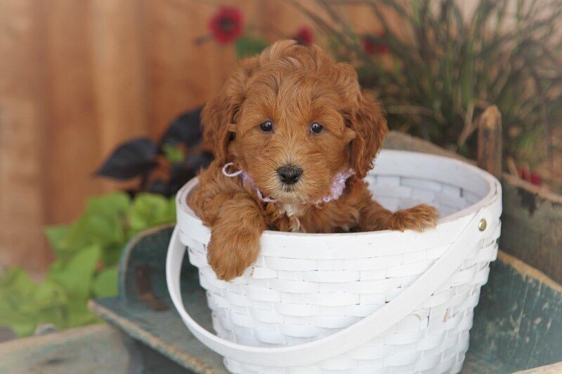 Beautiful Noel is a sweetheart. She is healthy, happy and ready to meet you! ❤️❤️❤️

Mini F1b Goldendoodle
Estimated Adult Weight: 20lbs
Available: July 16
Adoption Fee: $3750

310.775.7470
WildwoodDoodles.com

#doodlesofcalifornia 
#doodlesofla
#doo