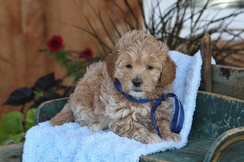 Elijah will melt your heart with his sweet affectionate personality. He is so little and adorable. You just want to squeeze him and never let him go.❤️🐾

Mini F1b Goldendoodle
Estimated Adult Weight: 28lbs
Available: July 16
Adoption Fee: $3750

310