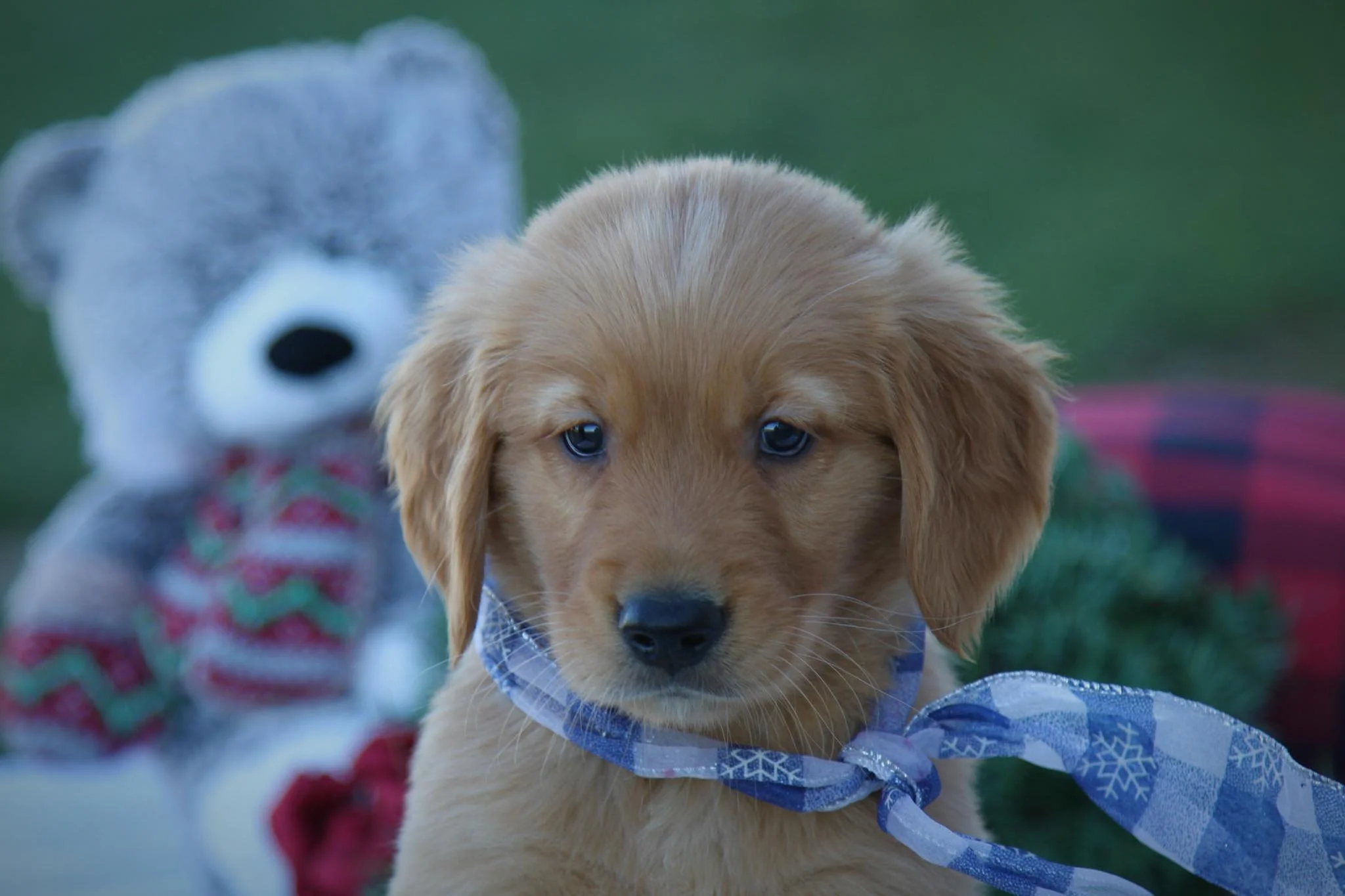 CARSON • HOMED — Wildwood Doodles