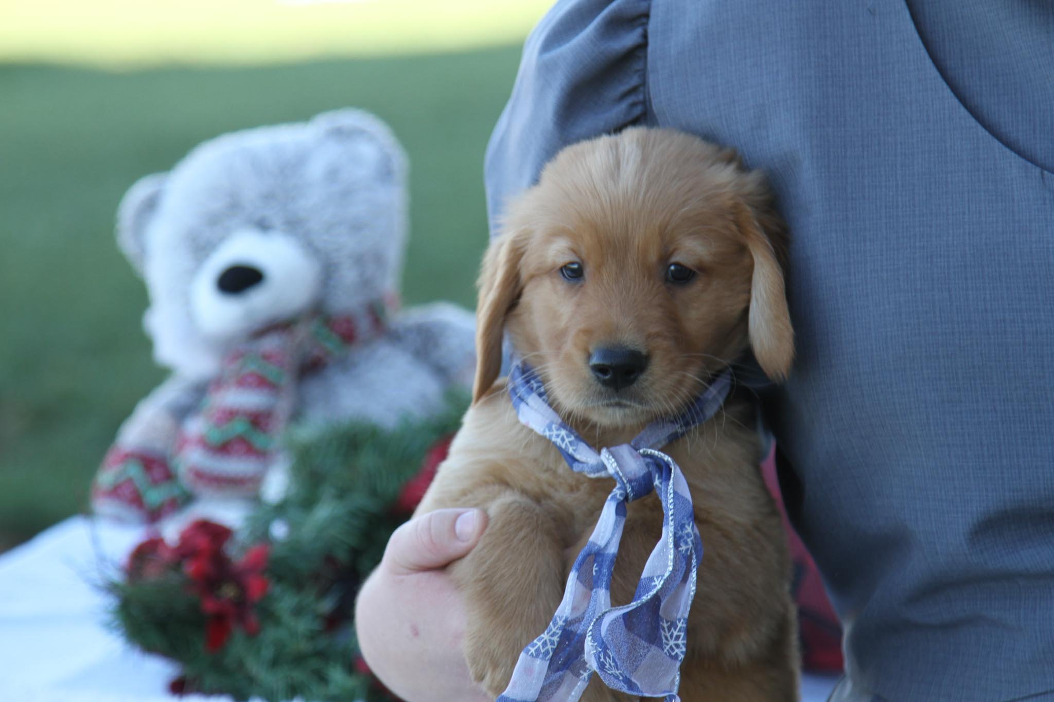 CARSON • HOMED — Wildwood Doodles