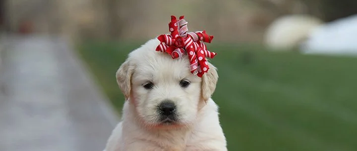 Golden 2024 retriever quikr