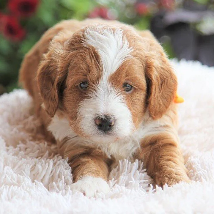 Understanding the Coat Types of Goldendoodles F1, F1B, and More