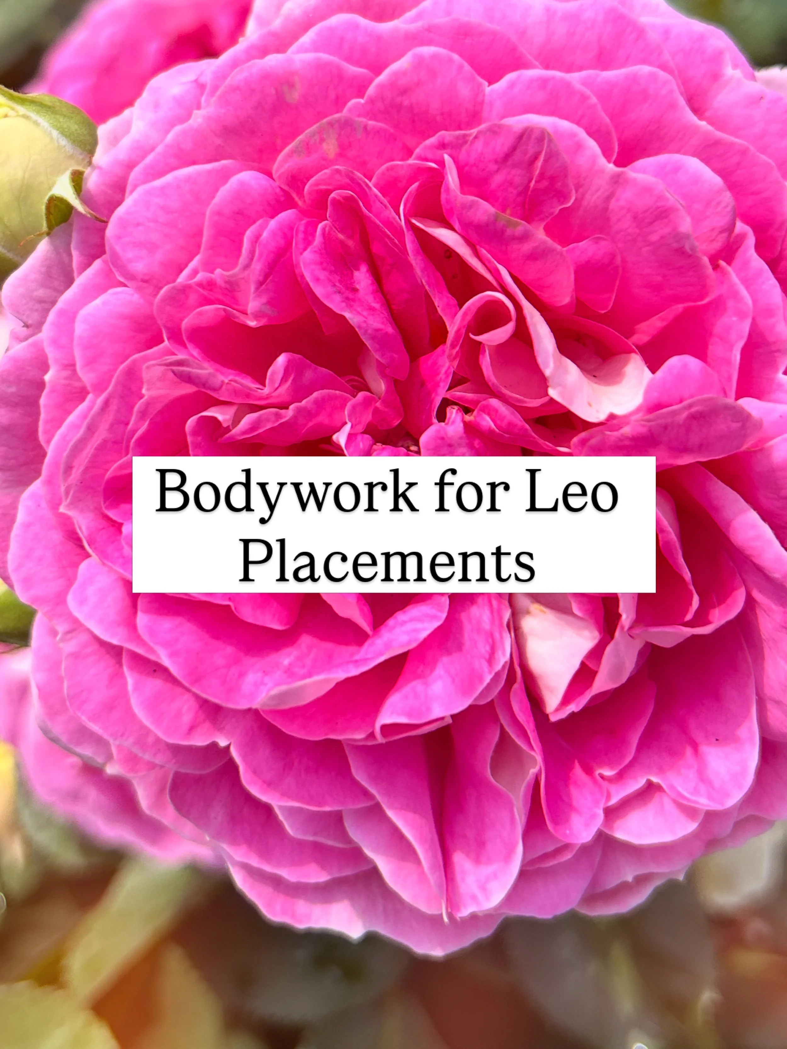 With my moon sign in Leo, I like to say I have the heart of a lion. 

When I am connected to my heart, when am with my loved ones, I feel strong, proud, and powerful. 

When I feel the support at my back, I stand tall with an open heart.

I notice th