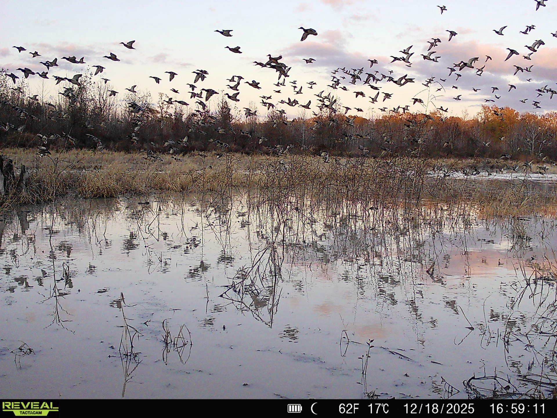 Land Use Changes as the Primary Driver of Wintering Mallard Distributions in the Mississippi &amp; Central Flyways